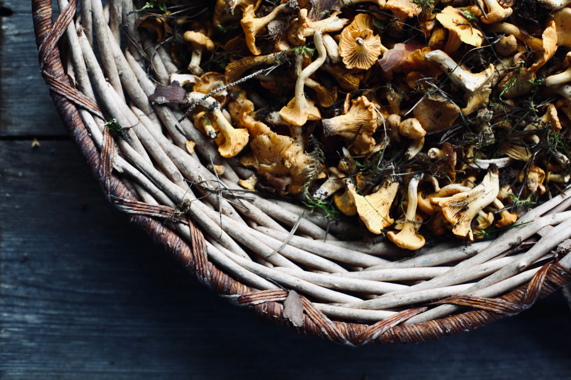 Close-up of freshly harvested chanterelle mushrooms in a woven basket.
